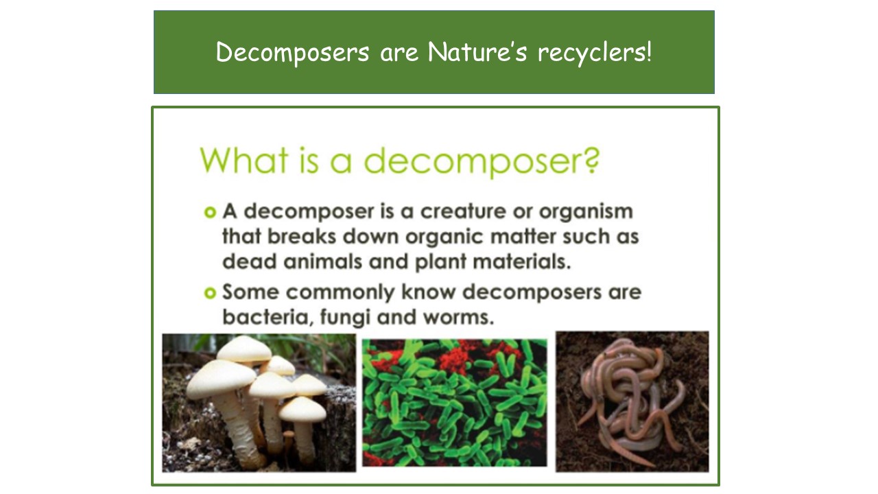 differentiate producers consumers and decomposers