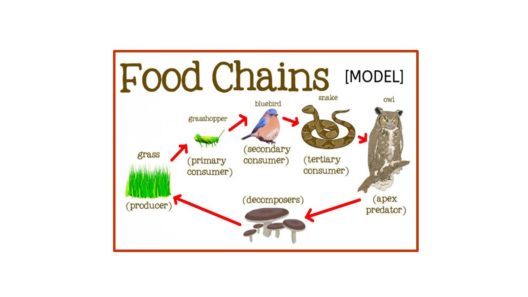 Consumers And Decomposers – Colegio San Patricio