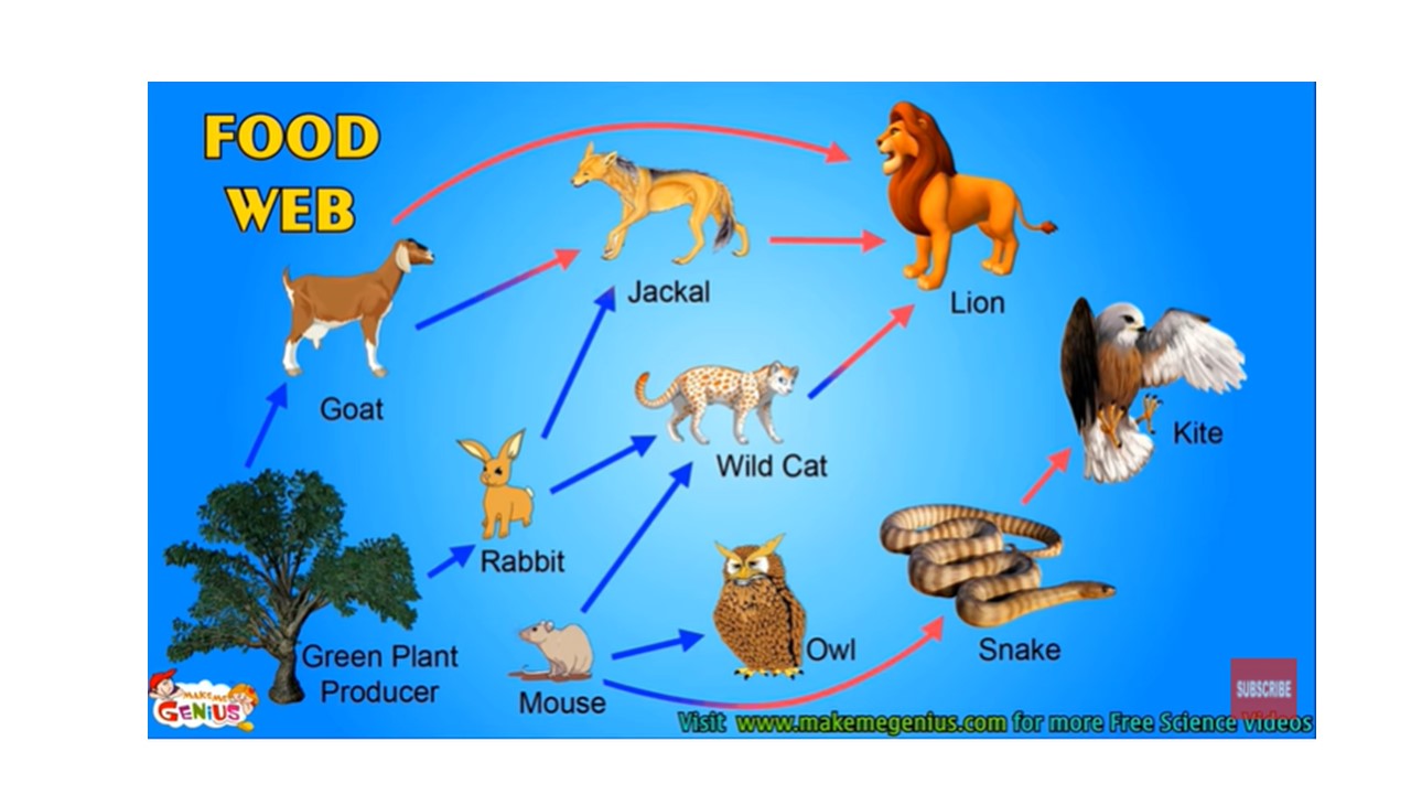 what is food chain class 6 short answer
